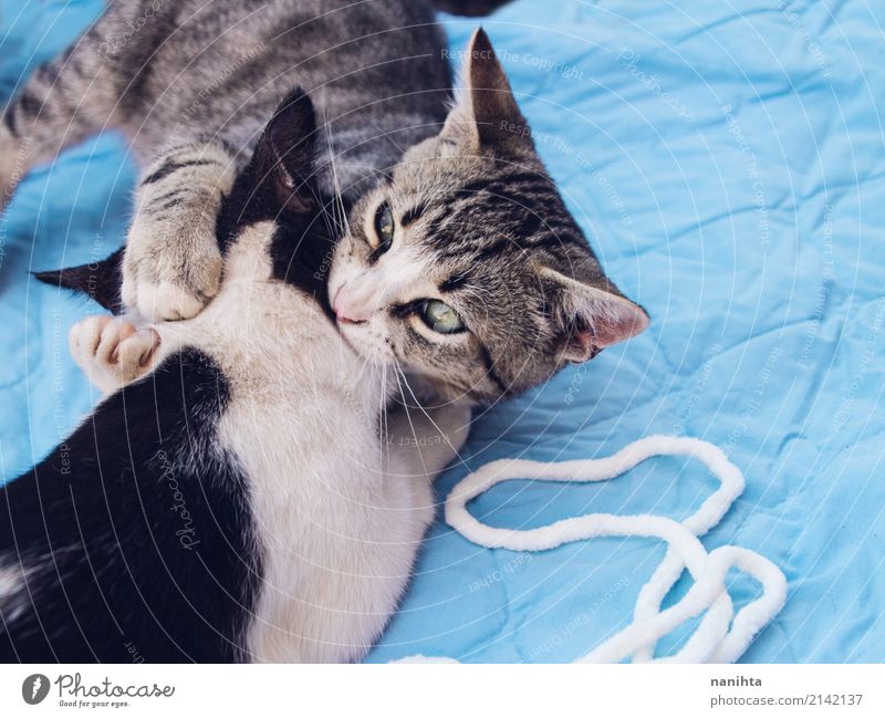 Zwei Katzen, die zusammen spielen Stoff Tier Haustier Tiergesicht 2 Tierpaar Tierjunges genießen kämpfen Spielen Umarmen Freundlichkeit Fröhlichkeit gut schön