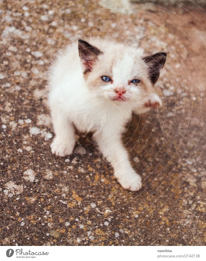 Junge siamesische Katze, die sein Ohr verkratzt Tier Haustier Tiergesicht 1 Tierjunges Stein sitzen Freundlichkeit Gesundheit schön lustig niedlich blau braun