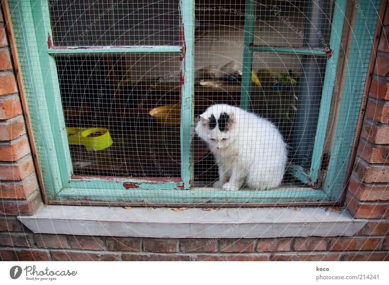 Chinesische Glückskatze? China Asien Altstadt Mauer Wand Fenster Haustier Katze 1 Tier sitzen Armut grün rot weiß Tierliebe Traurigkeit Sehnsucht Einsamkeit