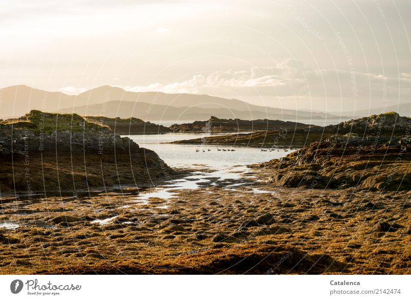 Gänse schwimmen abends in der Bucht Natur Landschaft Wasser Himmel Sommer Schönes Wetter Algen Felsen Berge u. Gebirge Meer Atlantik Schottland Wildtier Vogel