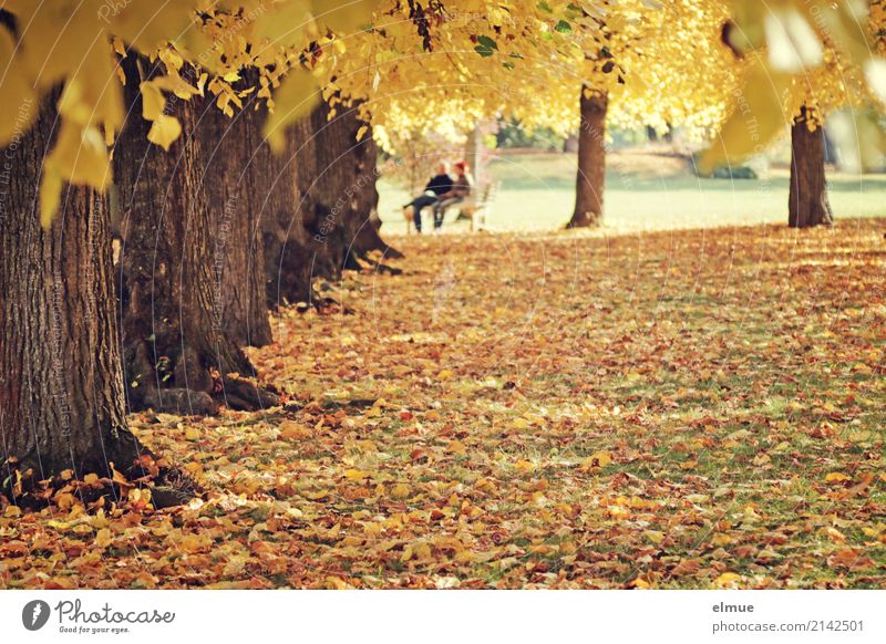 Unter Linden harmonisch Erholung Meditation Ausflug Sonnenlicht Herbst Baum Stamm Blatt Herbstlaub Park Zusammensein Glück hell gelb gold Warmherzigkeit