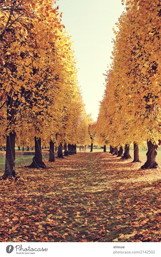 Lindenallee (3) Herbst Schönes Wetter Baum Lindenblatt Herbstlaub Baumstamm Laubbaum Park leuchten blond gelb gold Zufriedenheit Lebensfreude Warmherzigkeit