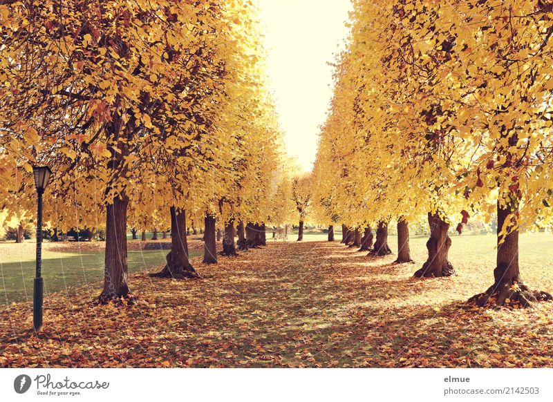 Lindenallee (2) Herbst Schönes Wetter Baum Lindenblatt Herbstlaub Baumstamm Allee Park Laterne leuchten blond trocken Wärme gelb gold Zufriedenheit