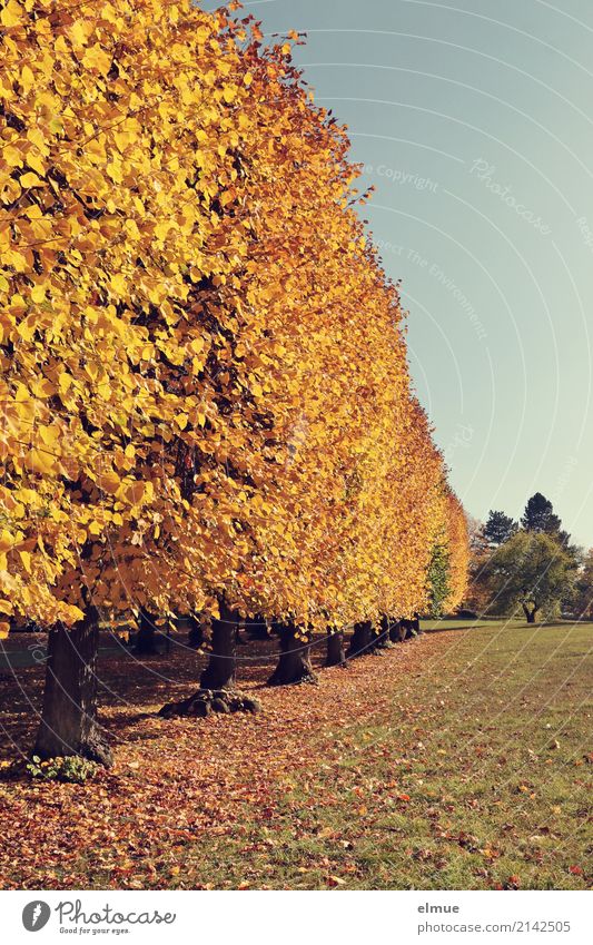 alles Linde Natur Herbst Schönes Wetter Baum Lindenblatt Herbstlaub Laubbaum Park blond glänzend gelb gold Warmherzigkeit Romantik dankbar Vorsicht ruhig