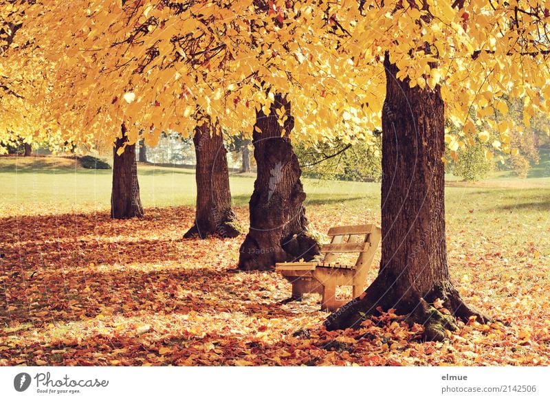 Ausruhen Natur Herbst Schönes Wetter Baum Linde Baumstamm Herbstlaub Park Stadtrand leuchten gelb gold Glück Zufriedenheit Lebensfreude Romantik Gelassenheit
