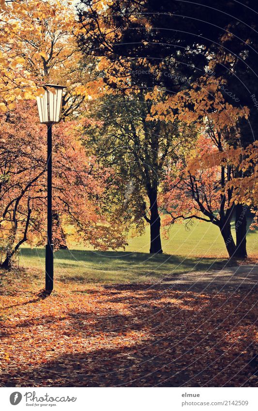 Parkgeflüster Umwelt Pflanze Herbst Schönes Wetter Baum Herbstlaub Laubbaum leuchten Freundlichkeit hell natürlich braun gelb gold Glück Lebensfreude Romantik