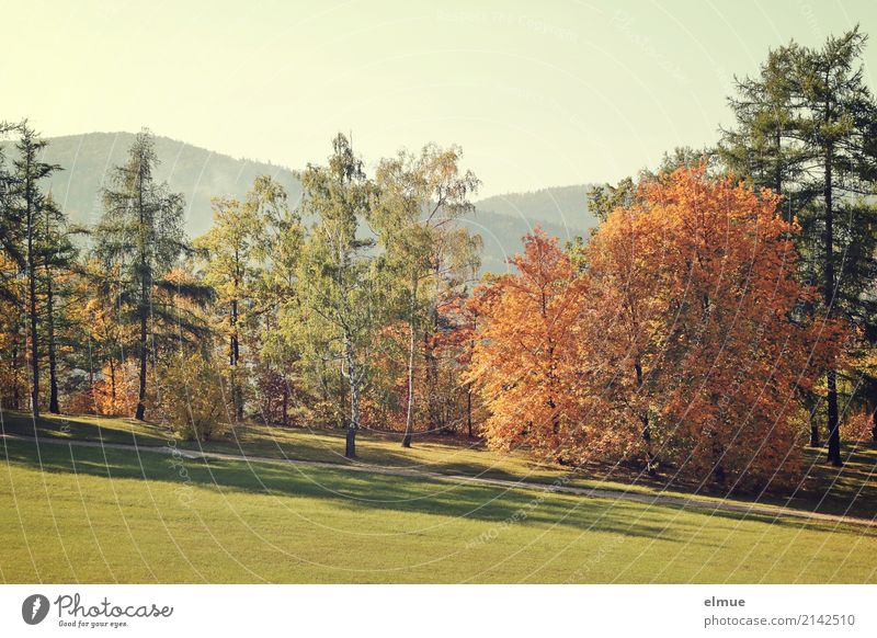 Herbstfarben Landschaft Baum Herbstlaub Laubbaum Nadelbaum Hügel Park Wiese leuchten ästhetisch Freundlichkeit hell nachhaltig mehrfarbig Glück Zufriedenheit