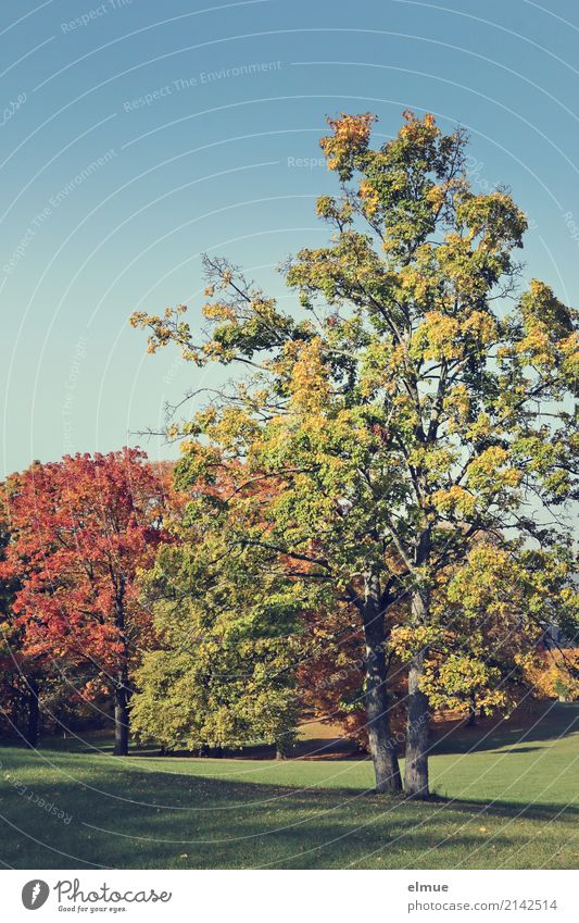 Stille Wolkenloser Himmel Herbst Schönes Wetter Baum Herbstlaub Laubbaum Park leuchten Freundlichkeit gigantisch mehrfarbig Glück Zufriedenheit Lebensfreude