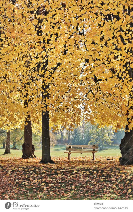 Parkbank Natur Pflanze Herbst Baum Linde Lindenblatt Baumstamm Herbstlaub leuchten blond Duft gelb gold Gefühle Glück Zufriedenheit Lebensfreude Geborgenheit