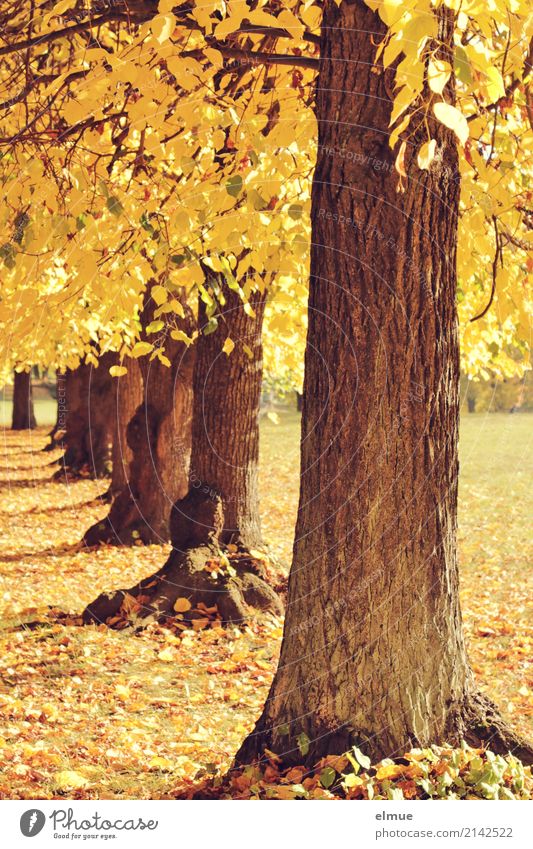 alt wie ein Baum ... Umwelt Sonnenlicht Herbst Linde Lindenblatt Baumstamm Herbstlaub Park leuchten blond hell gelb gold Zufriedenheit Warmherzigkeit Romantik