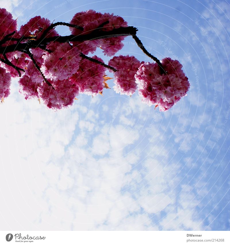 Blütentraum Umwelt Natur Pflanze Himmel Wolken Frühling Sommer Schönes Wetter Baum Blühend leuchten frisch schön positiv Romantik Zierkirsche Ast blau rot rosa