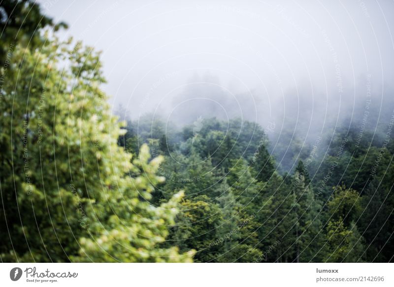 Wald im Nebel Natur Baum Hallstadt Österreich Europa Dorf grün weiß Weltkulturerbe Salzkammergut Bundesland Oberösterreich Farbfoto Nebelstimmung Blätter