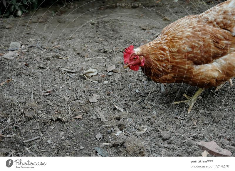 Last living Huhn Umwelt Erde Klimawandel Dürre Tier Nutztier Tiergesicht Flügel Haushuhn 1 laufen Blick trist braun grau Stimmung sparsam Einsamkeit bizarr