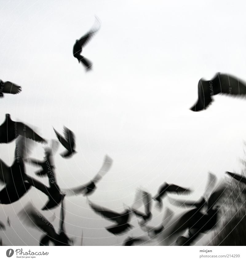 Vanishing | Misguided Ghosts Natur Tier Luft Himmel Vogel Flügel Tiergruppe Schwarm Bewegung fliegen wild schwarz flüchten Schwarzweißfoto Außenaufnahme