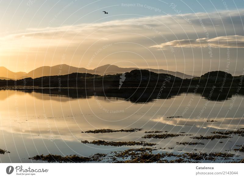 Unscheinbares Detail | eine neugierige Gans  versteckt sich in der Bucht Natur Landschaft Wasser Himmel Wolken Horizont Sonnenlicht Sommer Schönes Wetter Algen