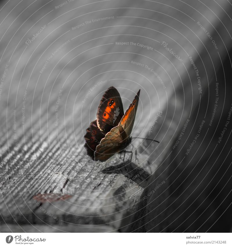 auf dem Holzweg Natur Sommer Tier Schmetterling Flügel Insekt Augenfalter 1 braun gelb grau orange Kontrast Maserung Farbfoto Gedeckte Farben Außenaufnahme