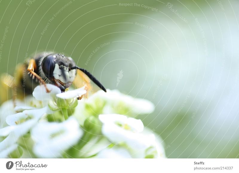Blütenmahlzeit - Wespe beim Fressen Wespengesicht Wespenkopf Bestäubung bestäuben Wildblume Pollen Nahrungssuche Fühler Tiergesicht nah Wildpflanze natürlich