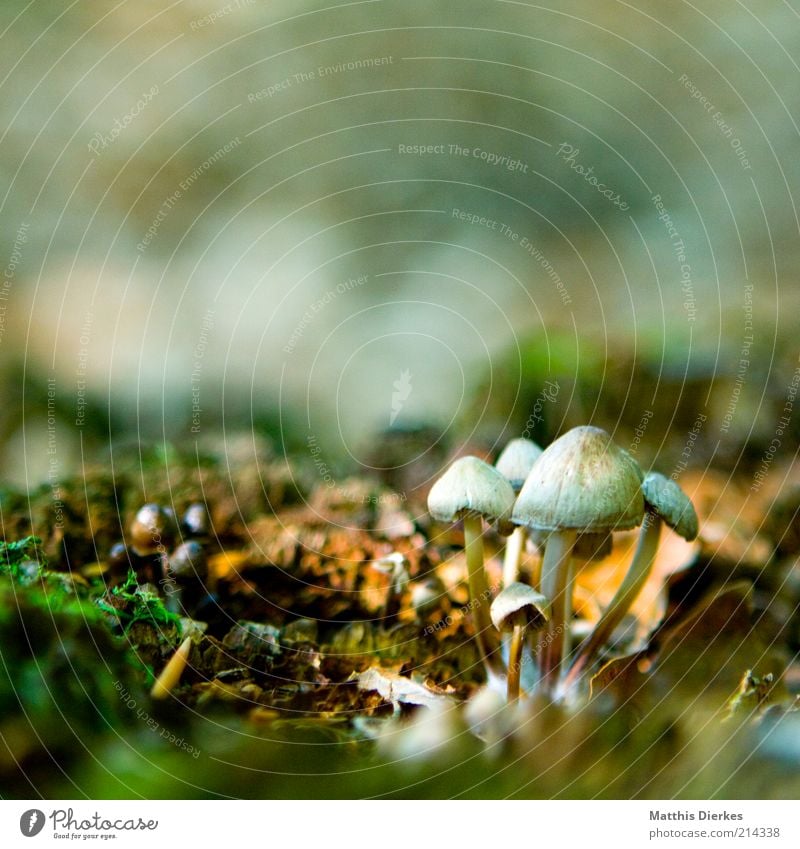 Pilze Umwelt Natur Urelemente Erde Moos alt ästhetisch schön einzigartig braun Hallimasch Waldboden Farbfoto Außenaufnahme Nahaufnahme Detailaufnahme