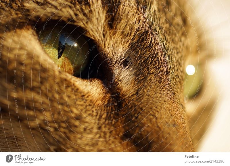 Im Auge des Betrachters Umwelt Natur Tier Haustier Katze Tiergesicht Fell 1 Wärme weich braun grün Blick Katzenauge beobachten Farbfoto mehrfarbig Außenaufnahme