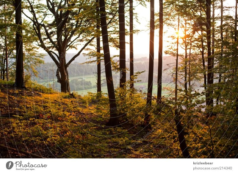 Zauberwald Natur Herbst Schönes Wetter Wald alt Freude Farbfoto Außenaufnahme Abend Zentralperspektive