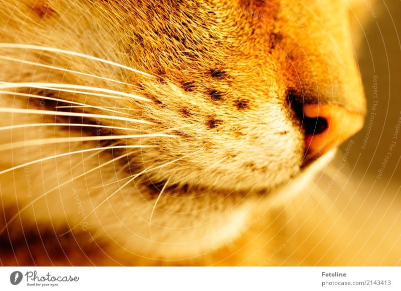 Schnurrrrrrrrrr! Umwelt Natur Tier Haustier Katze Tiergesicht Fell 1 nah natürlich braun weiß Schnauze Nase Schnurrhaar weich Punkt Farbfoto mehrfarbig