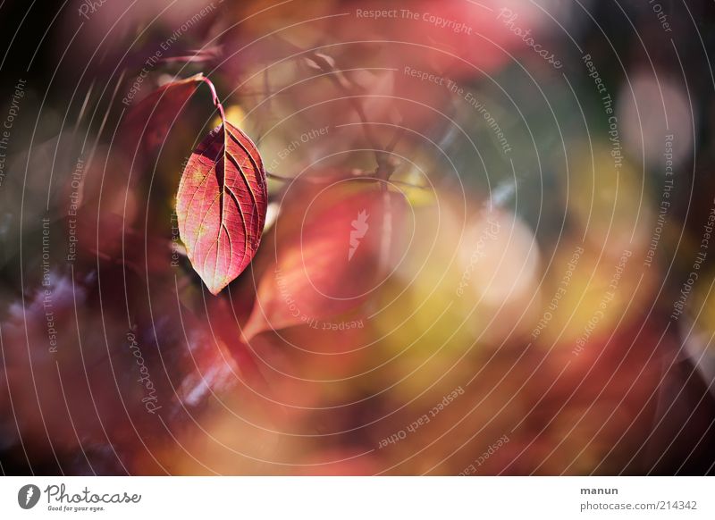 Rotlicht Natur Herbst Baum Sträucher Blatt Herbstlaub herbstlich Herbstfärbung Herbstbeginn leuchten rot Vergänglichkeit Wandel & Veränderung Farbfoto