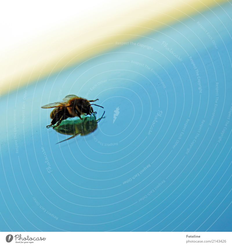 "Ich bin sssssssso schön!" Umwelt Natur Tier Sommer Biene Flügel 1 frei nah natürlich blau braun Honigbiene Summen Fühler Beine Windschutzscheibe Autofenster