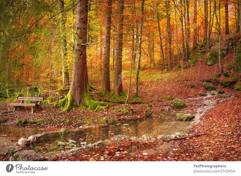Wald in herbstlichen Farben Design Freude Glück Erholung Freizeit & Hobby Sonne Natur Landschaft Herbst Wärme Baum Blatt hell natürlich gold Fussen Deutschland