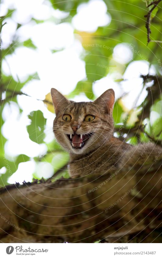 Katze klettert und jagt auf einem Baum Natur Landschaft Tier Tierjunges Jagd Fröhlichkeit hoch niedlich Tierliebe Lebensfreude Klettern Ast Blätterdach