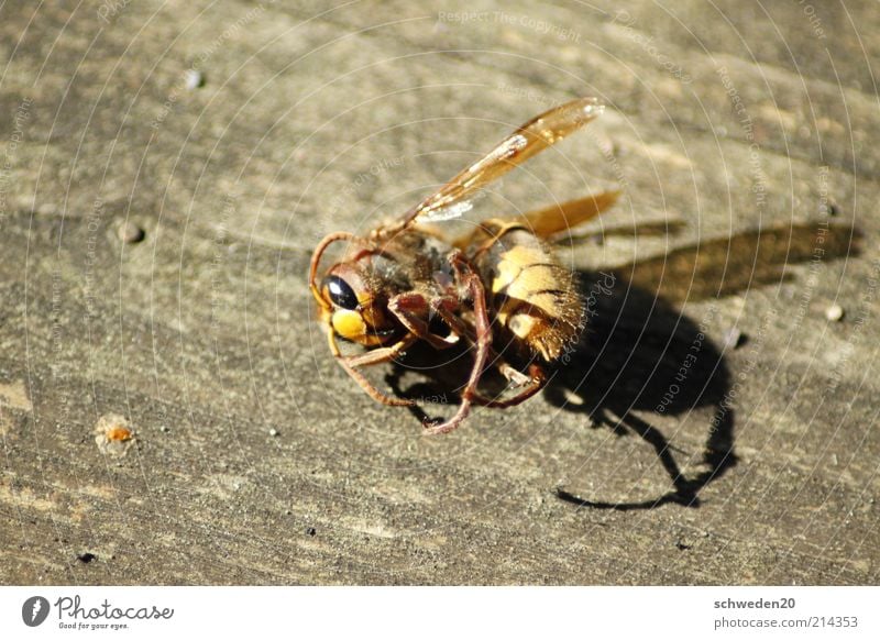arbeiten bis zum umfallen Tier Totes Tier Biene Tiergesicht Flügel liegen braun gelb Tod Wespen gekrümmt Insekt Farbfoto Außenaufnahme Textfreiraum links