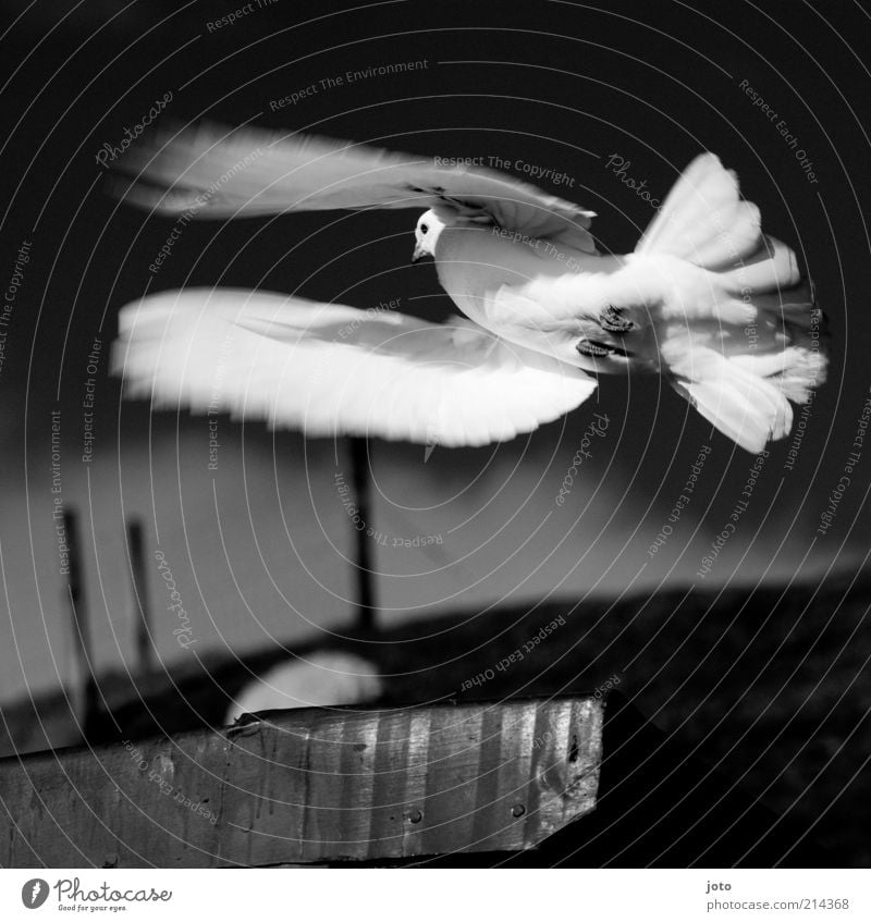 Taubenschlag Umwelt Natur Tier Vogel fliegen leuchten elegant ästhetisch einzigartig Freiheit Frieden Leben Leichtigkeit weiß Friedenstaube Bewegungsunschärfe