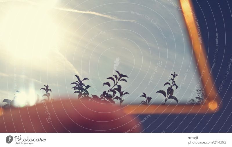 Herbstgold Pflanze Himmel Sonne Schönes Wetter Sträucher Blatt Wärme blau Spiegel Jahreszeiten Reflexion & Spiegelung Farbfoto Außenaufnahme Tag Sonnenlicht