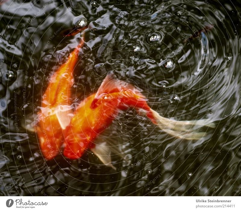 Goldfischpaar beim Balztanz wild Verwirbelung Zusammensein 2 Paar Brunft Tier Becken Teich Wasser Karpfen Haustier Cyprinidae Schwanz Kurve gekrümmt orange