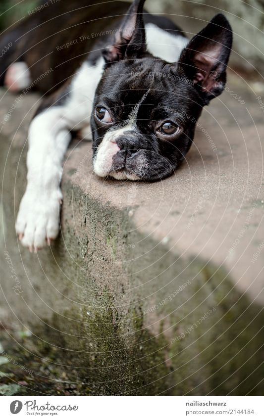 Boston Terrier Portrait Sommer Wärme Treppe Tier Haustier Hund 1 Tierjunges Stein Beton beobachten Erholung genießen schlafen Freundlichkeit Fröhlichkeit