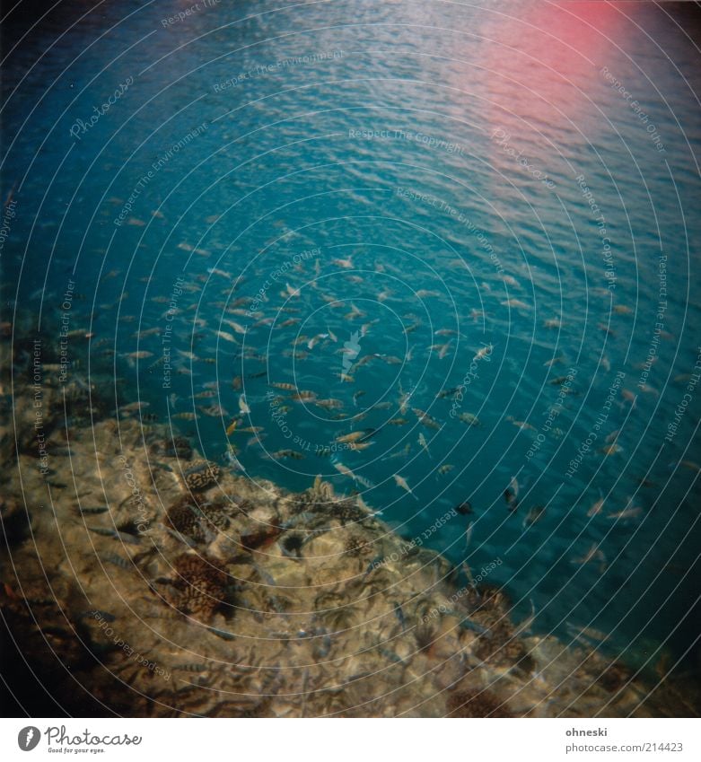 Fishin´! Natur Wasser Küste Riff Meer Fisch Tiergruppe Schwarm blau Leben analog Farbfoto mehrfarbig Holga Lichterscheinung Reflexion & Spiegelung Menschenleer