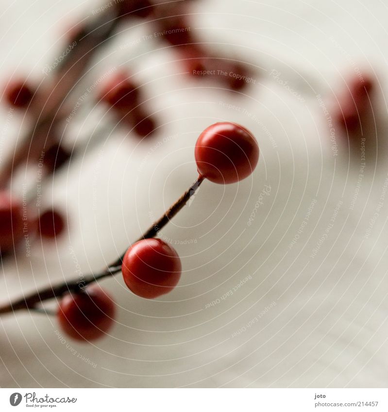 dekorativ Frucht Natur Pflanze Sträucher ruhig Zusammenhalt Wärme Beeren rot Dekoration & Verzierung Tischdekoration Glaube Perle Kugel rund Hintergrundbild