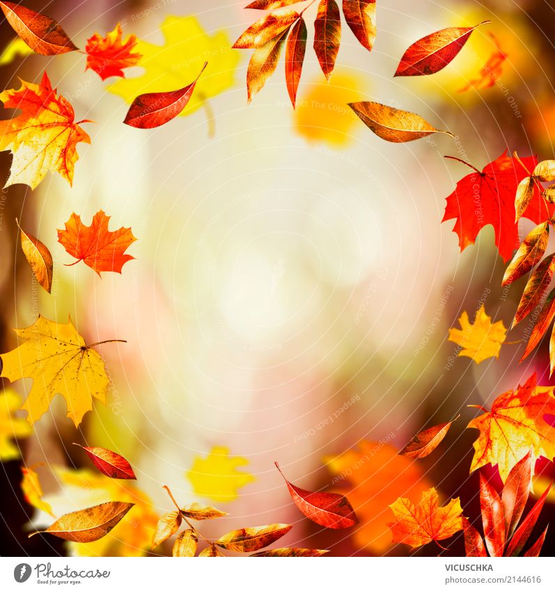 Herbst Hintergrund mit schönen fallende Blätter Lifestyle Garten Natur Landschaft Pflanze Blatt Park gelb Design Hintergrundbild Rahmen Unschärfe fliegend