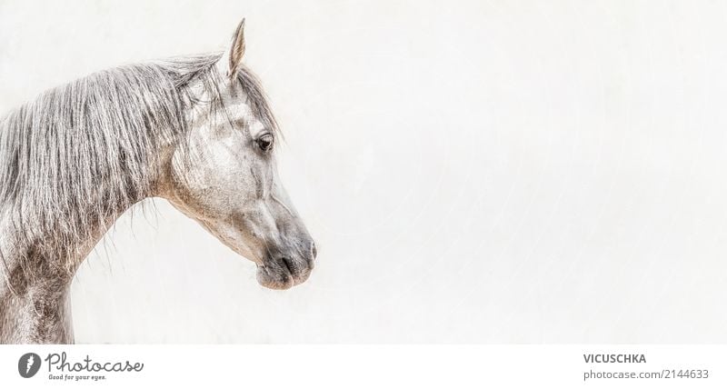 Porträt von Vollblutaraber Pferdekopf Lifestyle Tier 1 Fahne Energie Hintergrundbild weiß grau Farbfoto Außenaufnahme Nahaufnahme Textfreiraum rechts