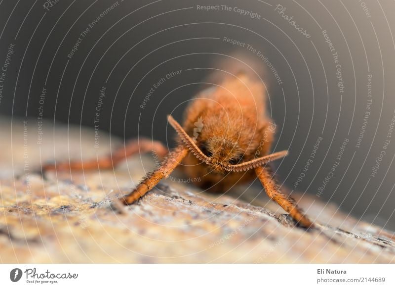 Der Wurzelbohrer Tier Wildtier Schmetterling Insekt Fühler braun gelb grau orange entdecken Natur Sinnesorgane Umweltschutz Neigung Ampfer Blick in die Kamera
