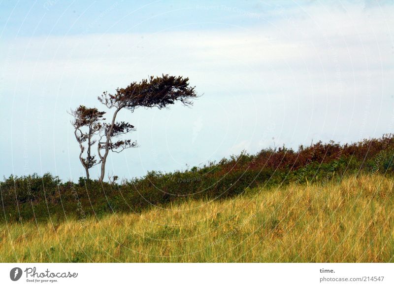 Westfön Landschaft Baum Wahrzeichen braun gelb einzeln Stranddüne Düne Dünengras Windflüchter Farbfoto Gedeckte Farben Außenaufnahme Menschenleer Tag Gras Natur
