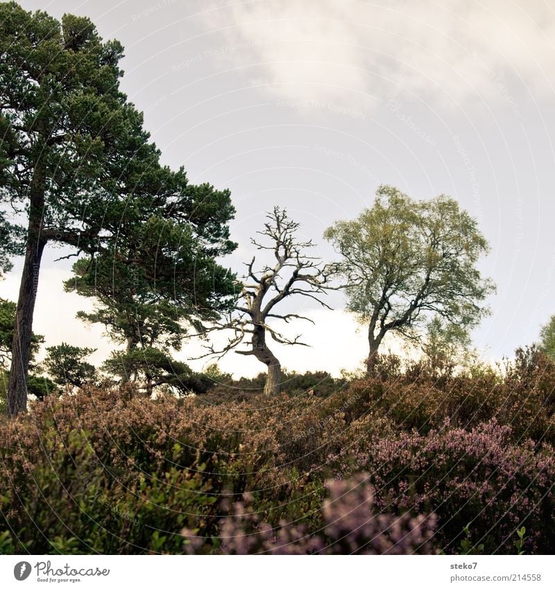blühende Landschaften Pflanze Baum Sträucher alt verblüht dehydrieren Heide kahl Tod Schottland karg Farbfoto Gedeckte Farben Außenaufnahme Menschenleer