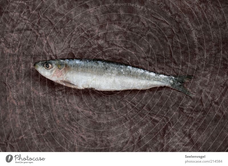 Sardine Lebensmittel Fisch Ernährung glänzend schleimig rosa schwarz silber Tod Gedeckte Farben Innenaufnahme Menschenleer Schatten Vogelperspektive Tierporträt
