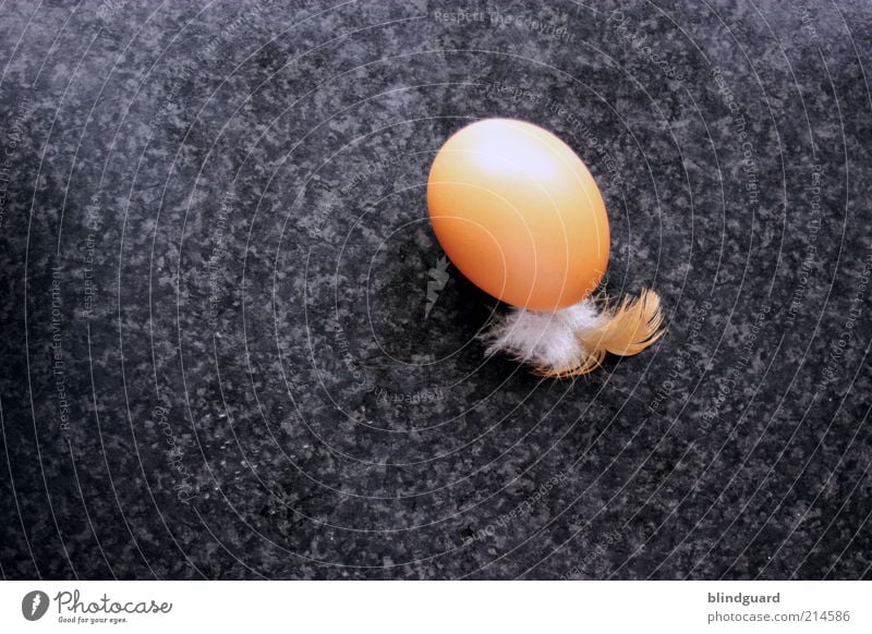 Frühreif Lebensmittel Ernährung Bioprodukte liegen braun schwarz weiß Ei Hühnerei Feder arbeitsplatte weich hart Hülle Cholesterin Protein Eigelb Eierschale