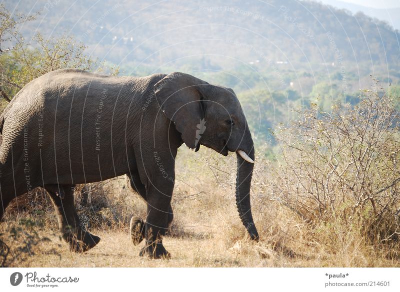 Leopard Umwelt Landschaft Schönes Wetter Dürre Sträucher Südafrika Tier Wildtier Nationalpark Elefant 2 beobachten laufen liegen warten frei gigantisch groß