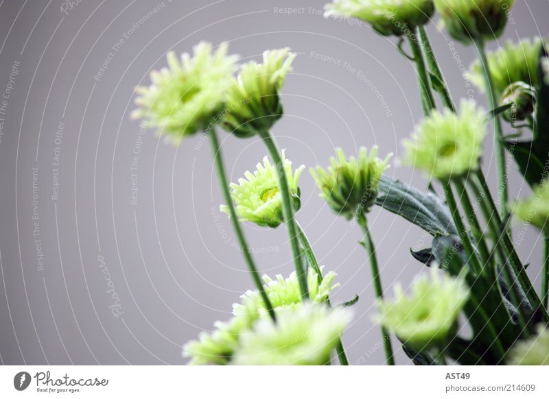 Grünzeug Stil einrichten Dekoration & Verzierung Pflanze Frühling Sommer Blume Blatt Blüte Topfpflanze ästhetisch Duft einfach frisch kalt natürlich schön grau