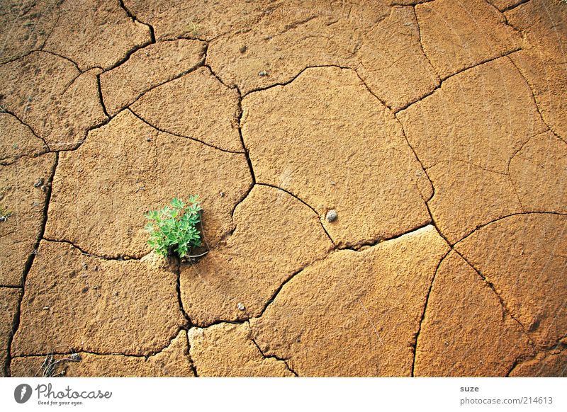 Grüner Punkt Umwelt Natur Landschaft Pflanze Urelemente Erde Klima Klimawandel Dürre Wüste Wachstum nachhaltig trist trocken braun grün Kraft Willensstärke