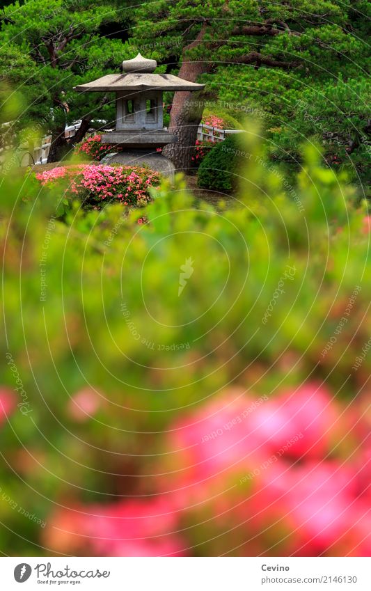 Japanischer Garten Landschaft Baum Sträucher Blüte Park Tokyo Asien Hauptstadt Stadtzentrum Hütte Sehenswürdigkeit Hoffnung Blume Pavillon grün rosa Gartenbau