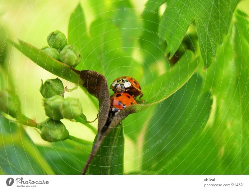 Vermehrung Blatt Siebenpunkt-Marienkäfer Fortpflanzung Käfer Sommer paarweise Tierpaar