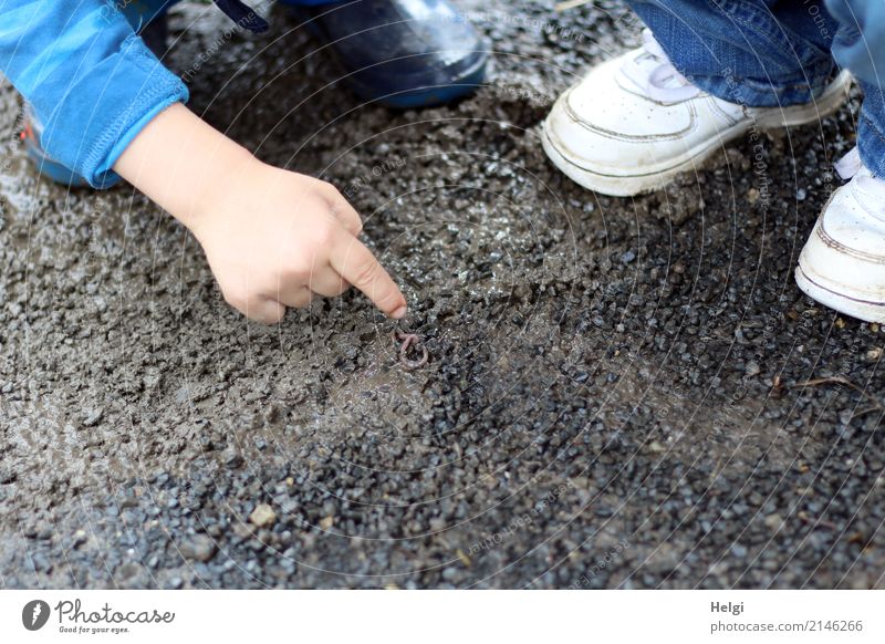 siehst du...? da ... | Detailaufnahme, Kinderhand zeigt auf einen Wurm auf der Straße Mensch maskulin feminin Kleinkind Kindheit Hand Finger Fuß 2 3-8 Jahre