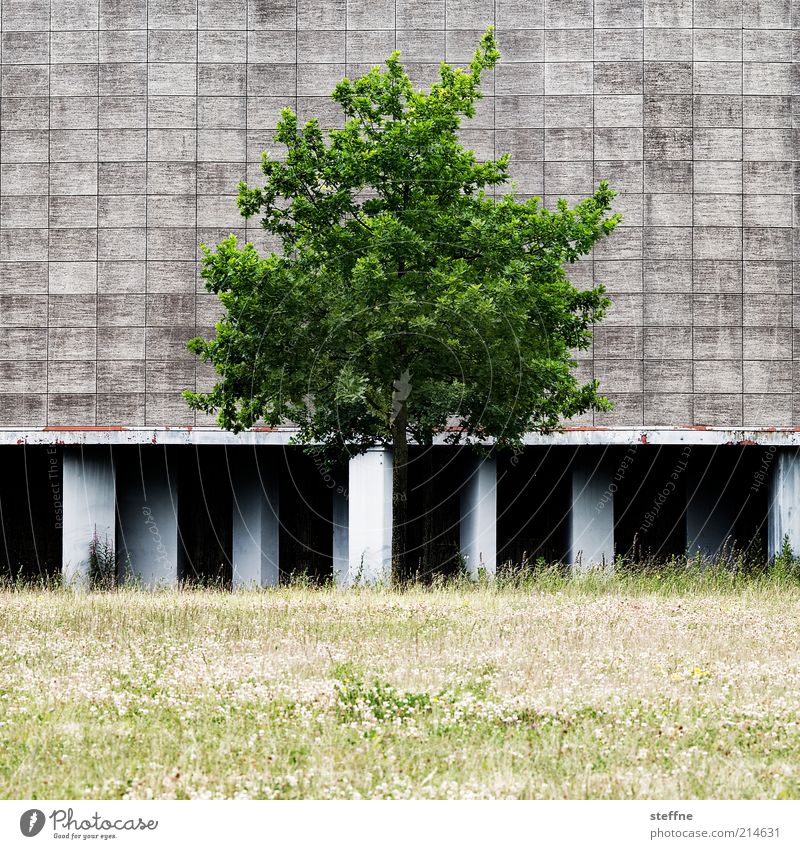 [H10.1] zivilisierte Natur Umwelt Sommer Schönes Wetter Baum Gras Wiese Industrieanlage Fassade natürlich Farbfoto Außenaufnahme Tag Kontrast Menschenleer
